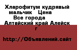 Хларофитум кудрявый мальчик › Цена ­ 30 - Все города  »    . Алтайский край,Алейск г.